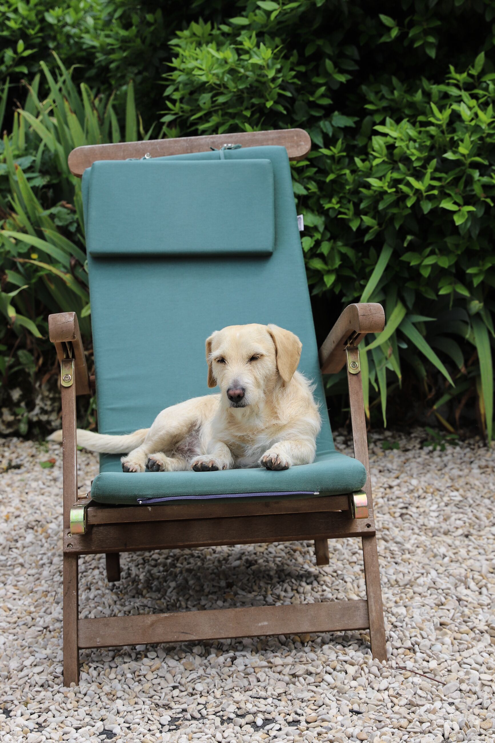 Un perro recostado en una silla verde acolchada con estructura de madera, sobre una superficie de grava con follaje verde al fondo.