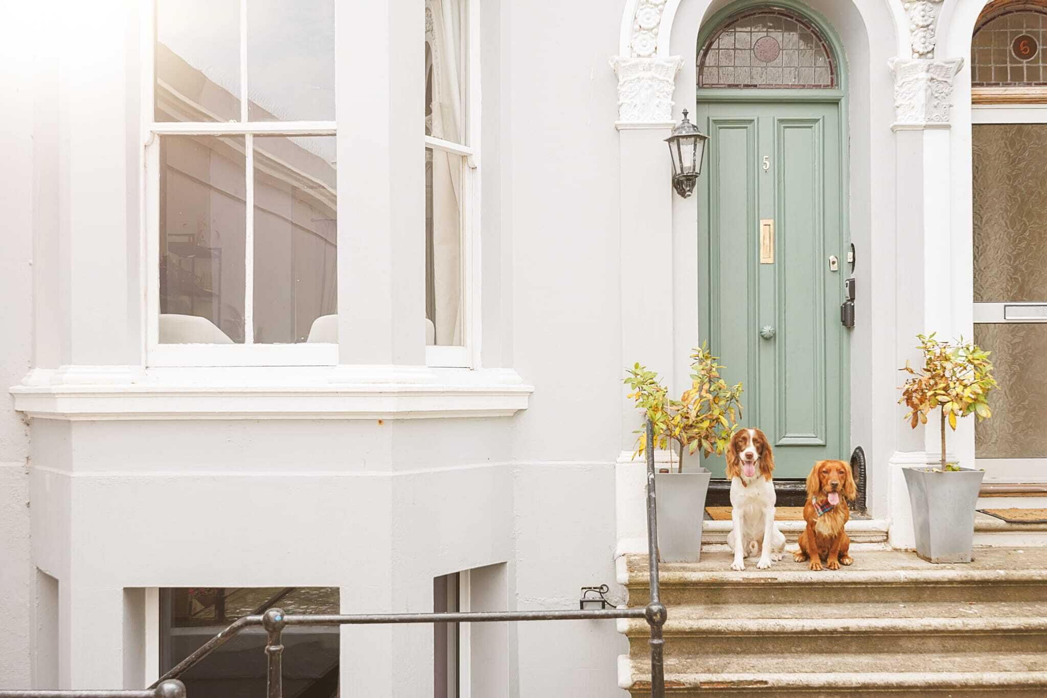Un edificio blanco con una puerta verde, dos macetas y dos perros sentados en los escalones.