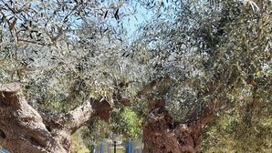 Un arbre dont le tronc a une forme particulière, un trampoline et une cour couverte d’herbe.