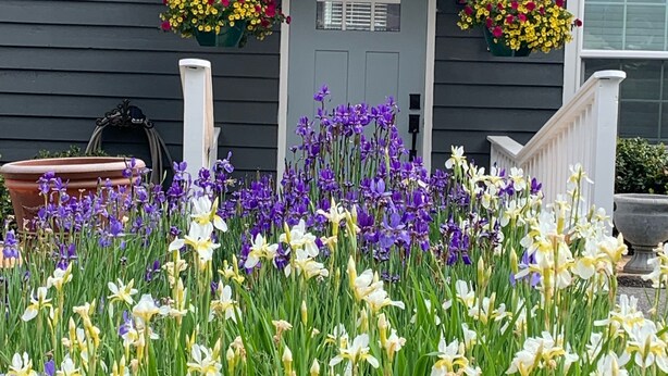 A house with a grey exterior, a white door, and a number "303-1" above it. There are flower boxes with yellow and red flowers on either side of the door. - Cozy first floor in-town condo. (Blowing Rock)