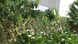 Un jardí amb una varietat de plantes i flors, incloent flors vermelles i calles liles blanques, delimitat per un camí de pedra.