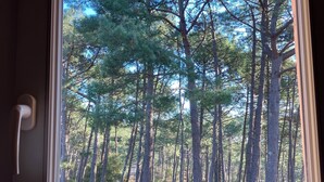 A window with a view of a dense forest of tall pine trees.