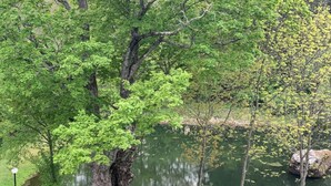 A serene lakeside scene with a large tree in the foreground and a calm body of water reflecting the surrounding greenery.