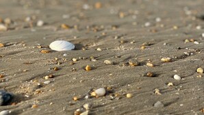 Ein Sandstrand mit verstreuten Muscheln und einer Holzpromenade.