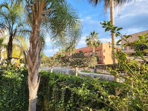 A courtyard with palm trees, a swimming pool, and a building with balconies.
