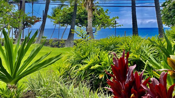 Un jardin tropical avec des palmiers et une vue sur l’océan.