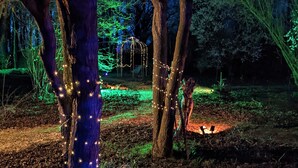 A forest scene with trees and a path, illuminated by string lights.