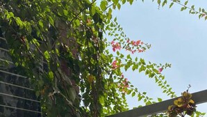 Un espace extérieur abrité, doté d’une pergola, d’un arbre et de diverses plantes.
