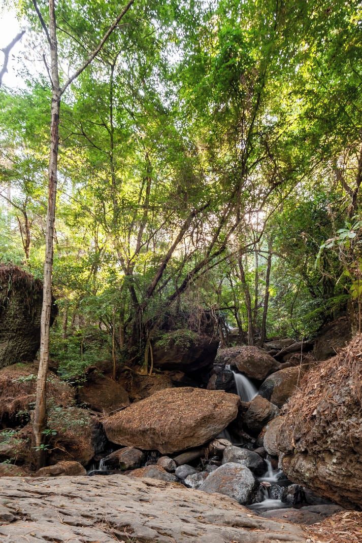 Un paisaje natural con un arroyo que fluye sobre rocas, rodeado de abundante follaje verde.