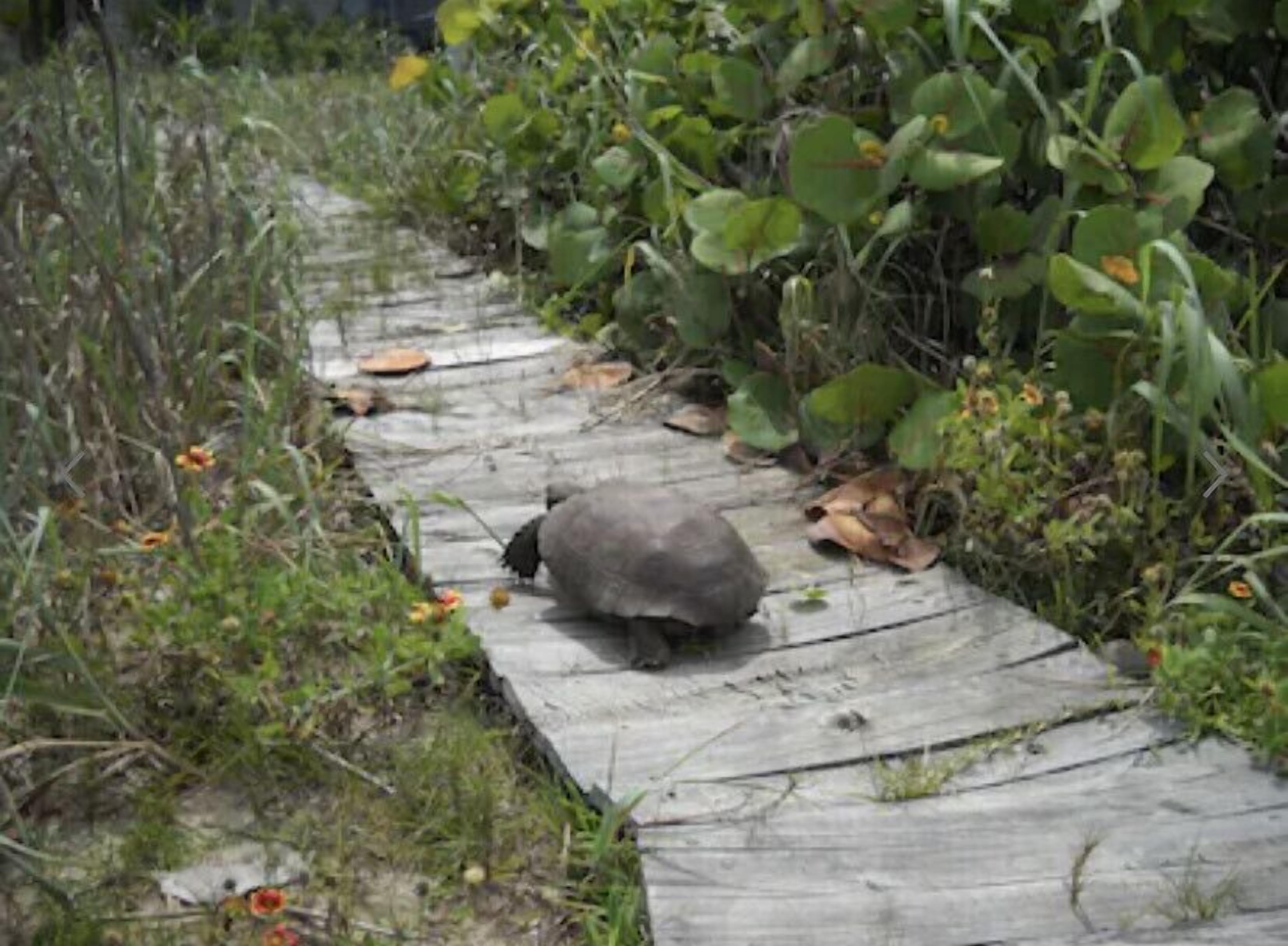 A turtle on a wooden path surrounded by greenery.