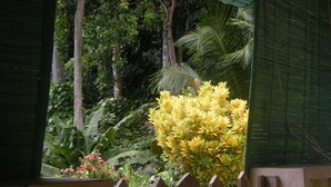 Una cerca de madera con un jardín exuberante al fondo, incluyendo una planta grande con flores amarillas.