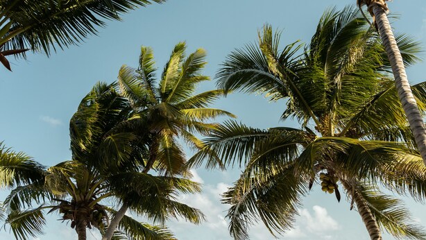 A beach with palm trees, a wooden bench, and a thatched structure in the distance. - 10% OFF ON STAYS OF 7 NIGHTS OR MORE ! AMAZING BEACHFRONT PROPERTY.. (San Pedro)