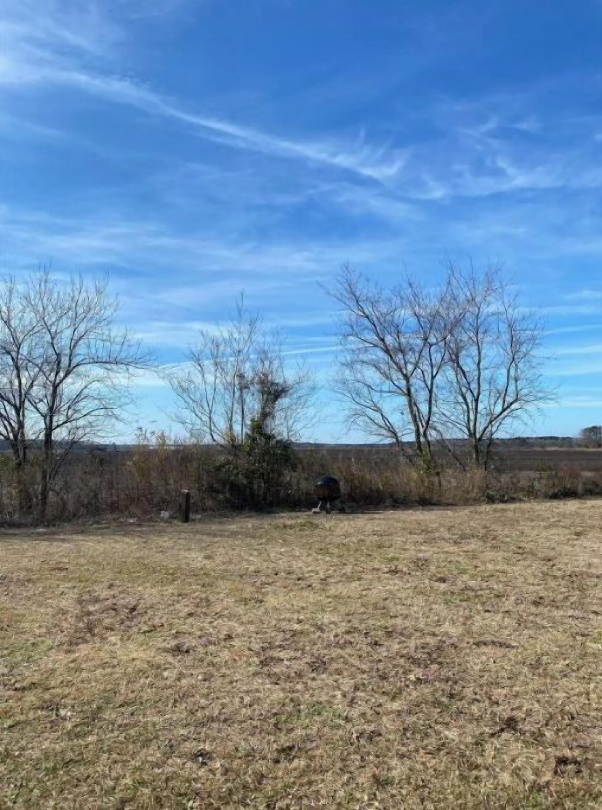A grassy field with leafless trees and a clear sky.