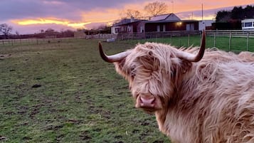 A highland cow in a grassy field with a sunset in the background.