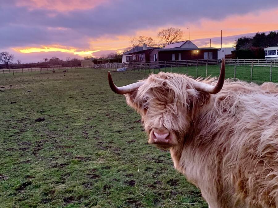 A highland cow in a grassy field with a sunset in the background.