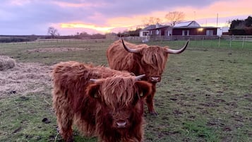 Bộ đồ giường cao cấp, nệm cao su hoạt tính (memory foam), bàn