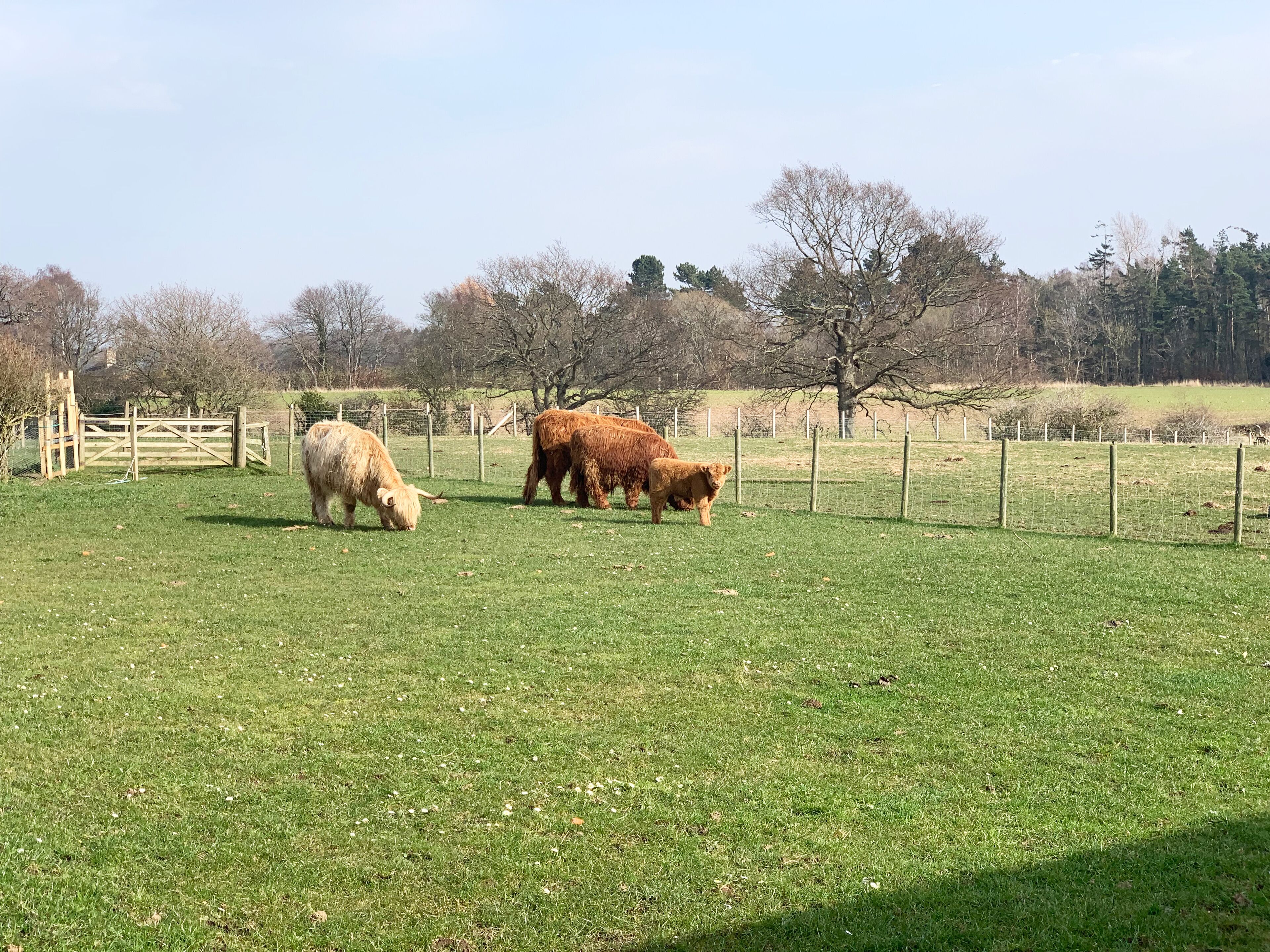 Un pré clôturé où paissent trois vaches.