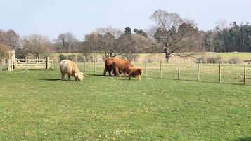 Un pré clôturé où paissent trois vaches.