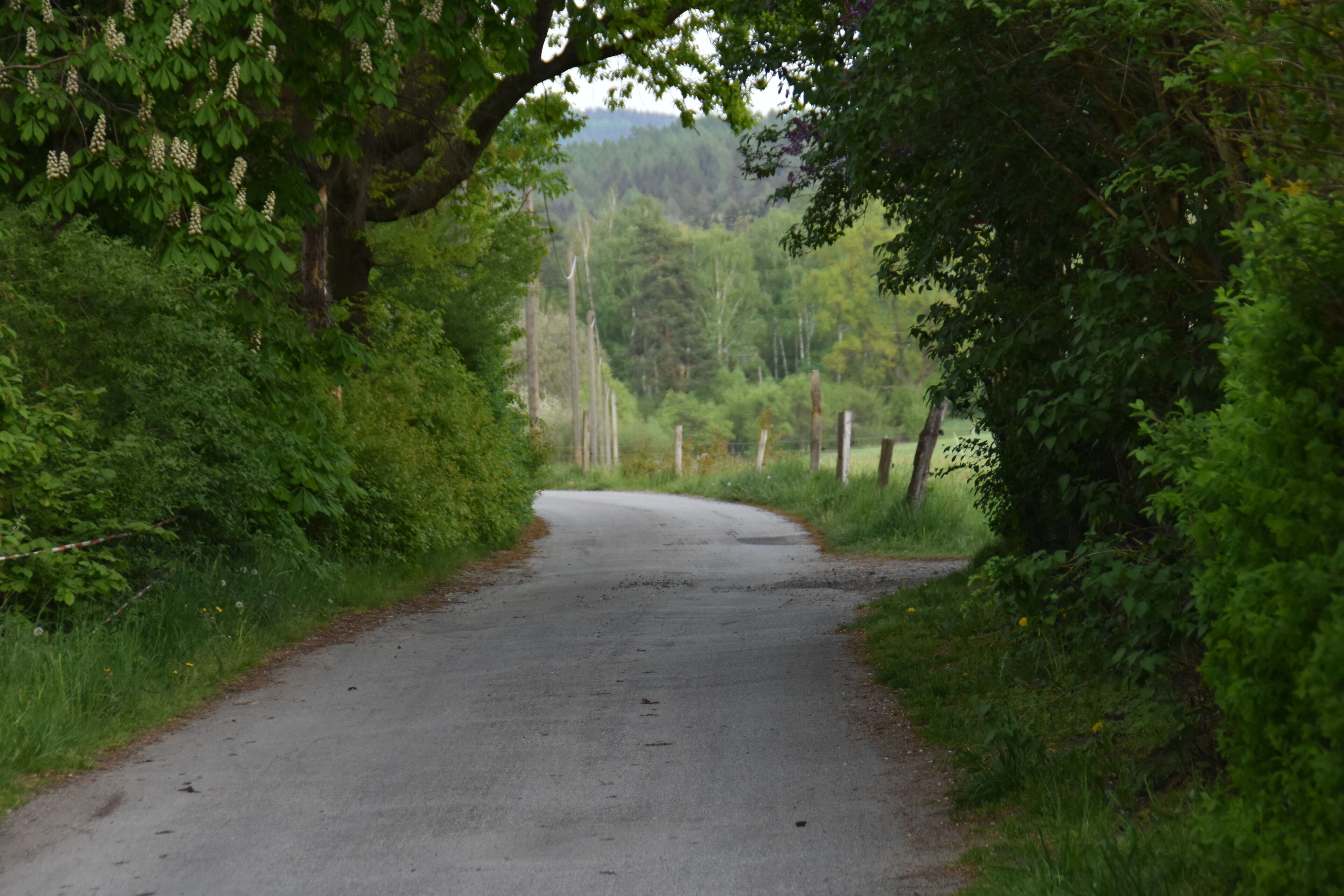 Une route de campagne bordée d’une végétation luxuriante et d’arbres.