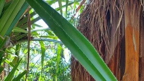 Traditional Cabin - LULÚ La Bruja Yoga Lodge (Bacalar)