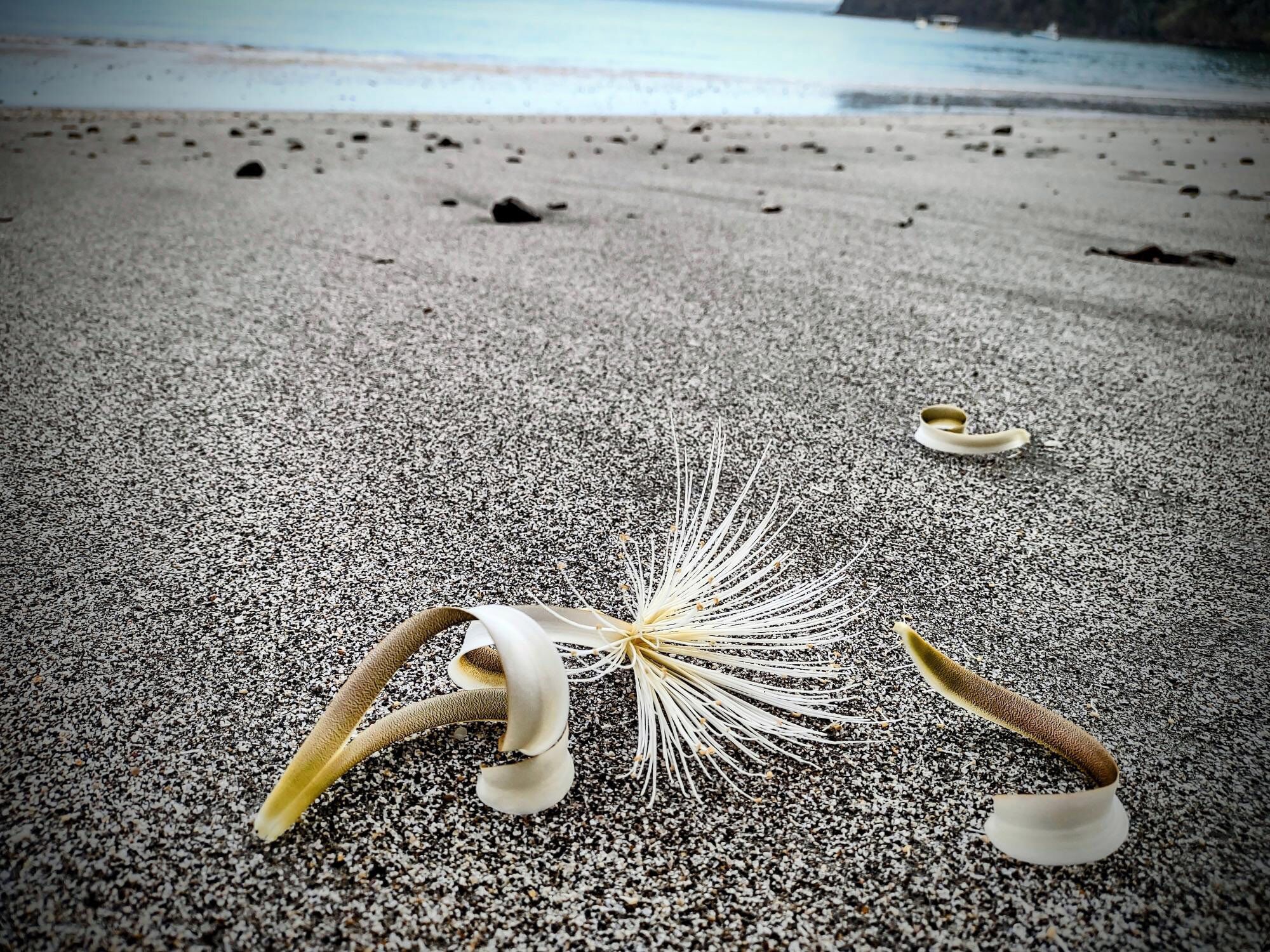 A beach scene with a sea urchin, a shell, and a piece of driftwood on the sand.