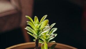 Une petite plante en pot, dont le pot présente une texture particulière, est placée sur une surface réfléchissante.