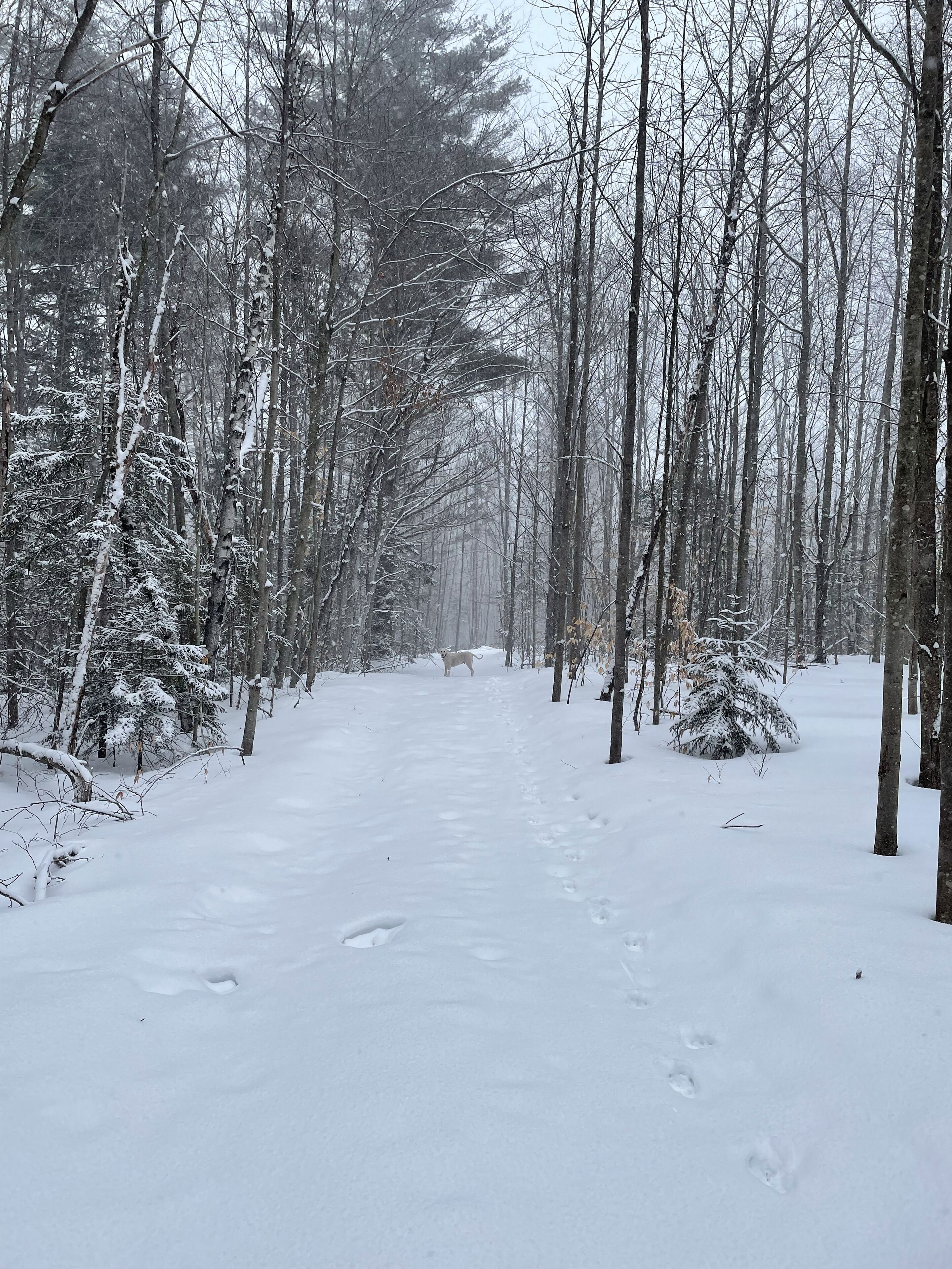 A snow-covered forest path with bare trees and footprints.