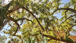 A large tree with extensive branches and hanging moss, surrounded by other trees and a building in the background.