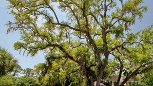 A large tree with sprawling branches and hanging moss, located in a residential area with a house in the background.