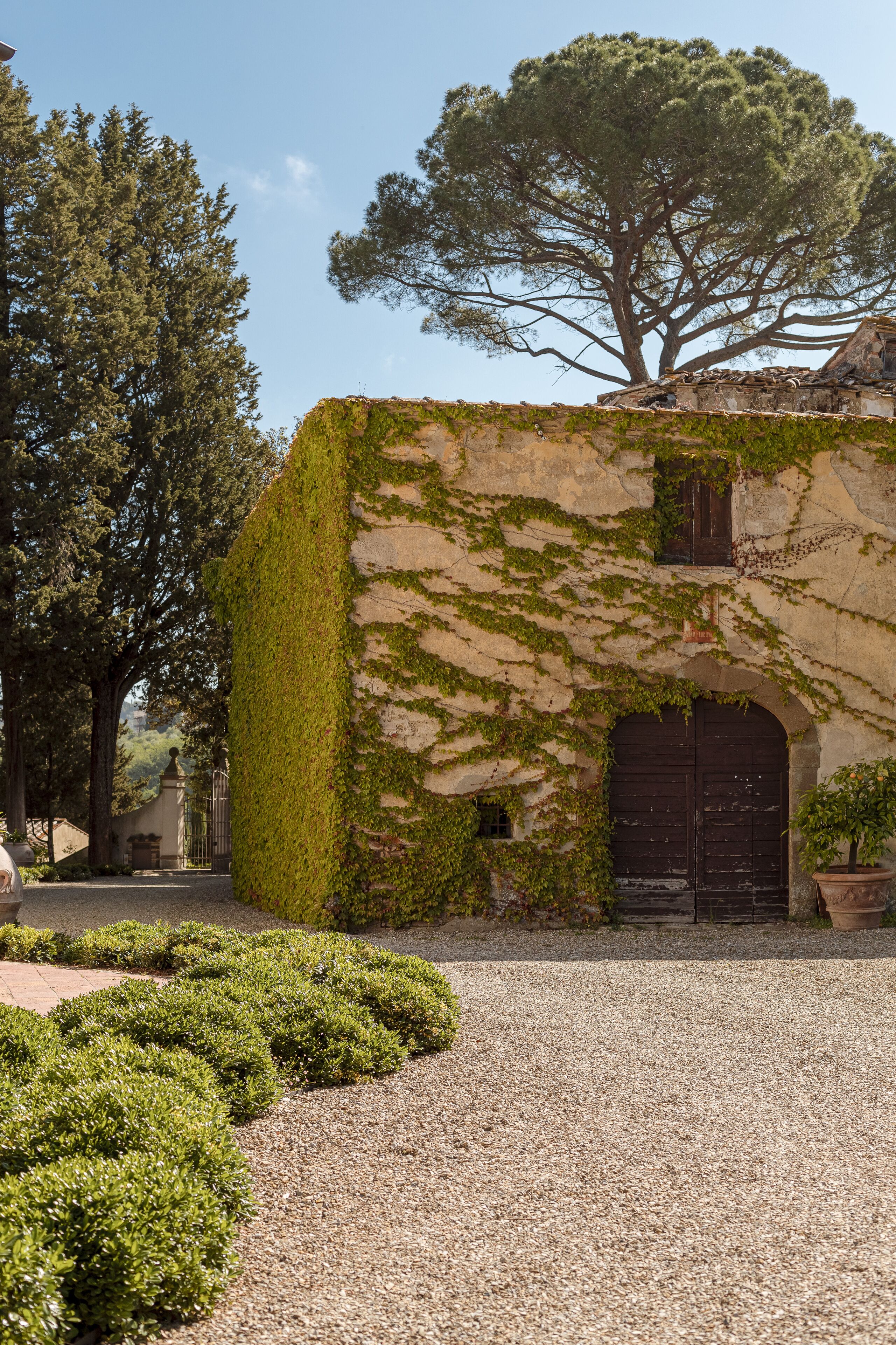 A historic building with ivy-covered walls, a gravel pathway, and a large tree in the background.