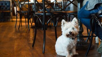 Un perro pequeño y esponjoso sentado sobre un piso de madera en un restaurante con sillas y mesas de metal negro.