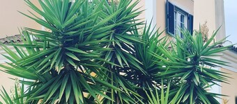 Villa with pool in the Algarve with Mediterranean permaculture garden and BBQ.