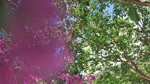 A pathway lined with pink flowers and a wooden fence, leading to a building with a colorful mural.