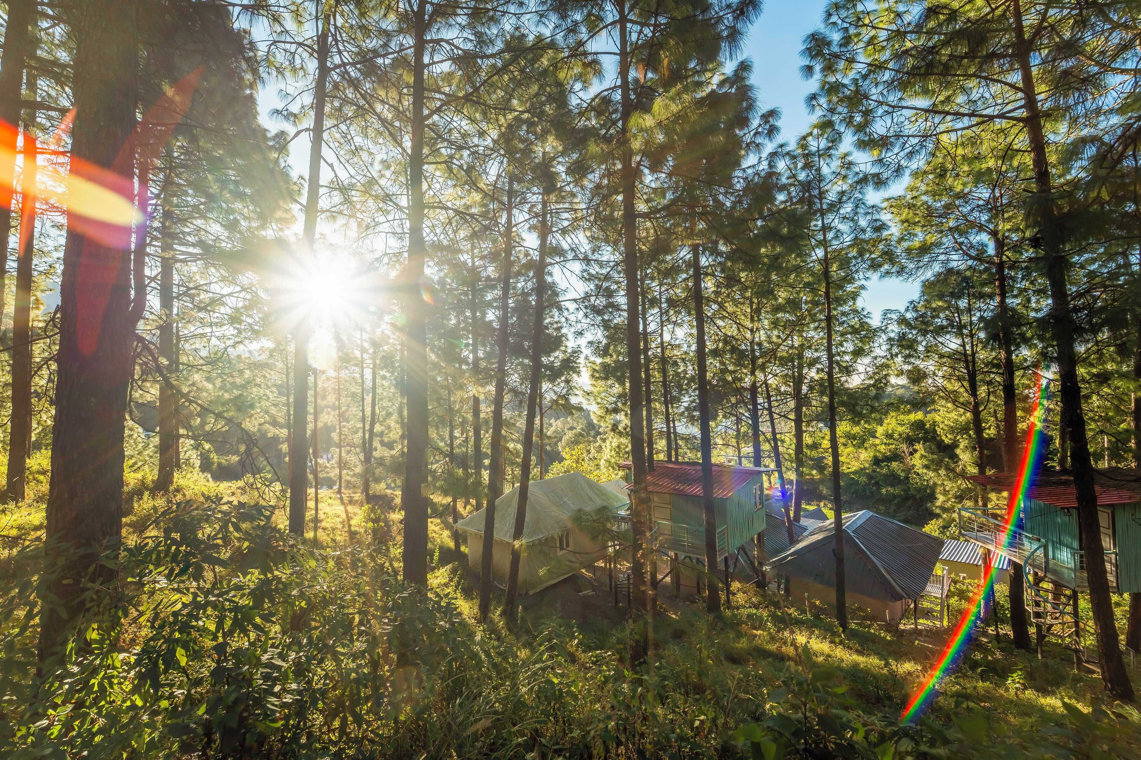 A forest with several cabins, some elevated on stilts, and sunlight filtering through the trees.