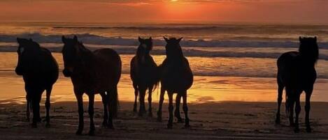 Plage à proximité, chaises longues