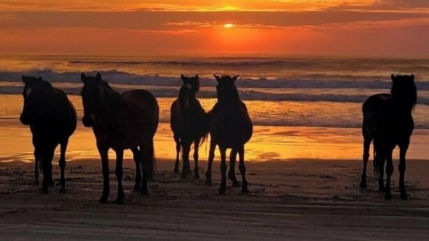 A sunset over a beach with silhouettes of horses standing on the sand.