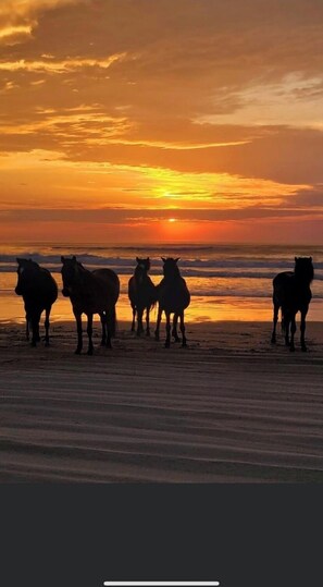Vlak bij het strand, ligstoelen aan het strand