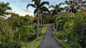 A pathway flanked by lush greenery and palm trees, leading through a tropical garden. - 6.5 acres Oceanfront Estate with180-degree views of the deep blue Pacific Ocean! (Ninole)