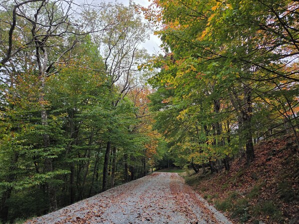 A gravel road flanked by trees with autumn foliage. - Creekside 2min to slopes..quiet & private location (Beech Mountain)