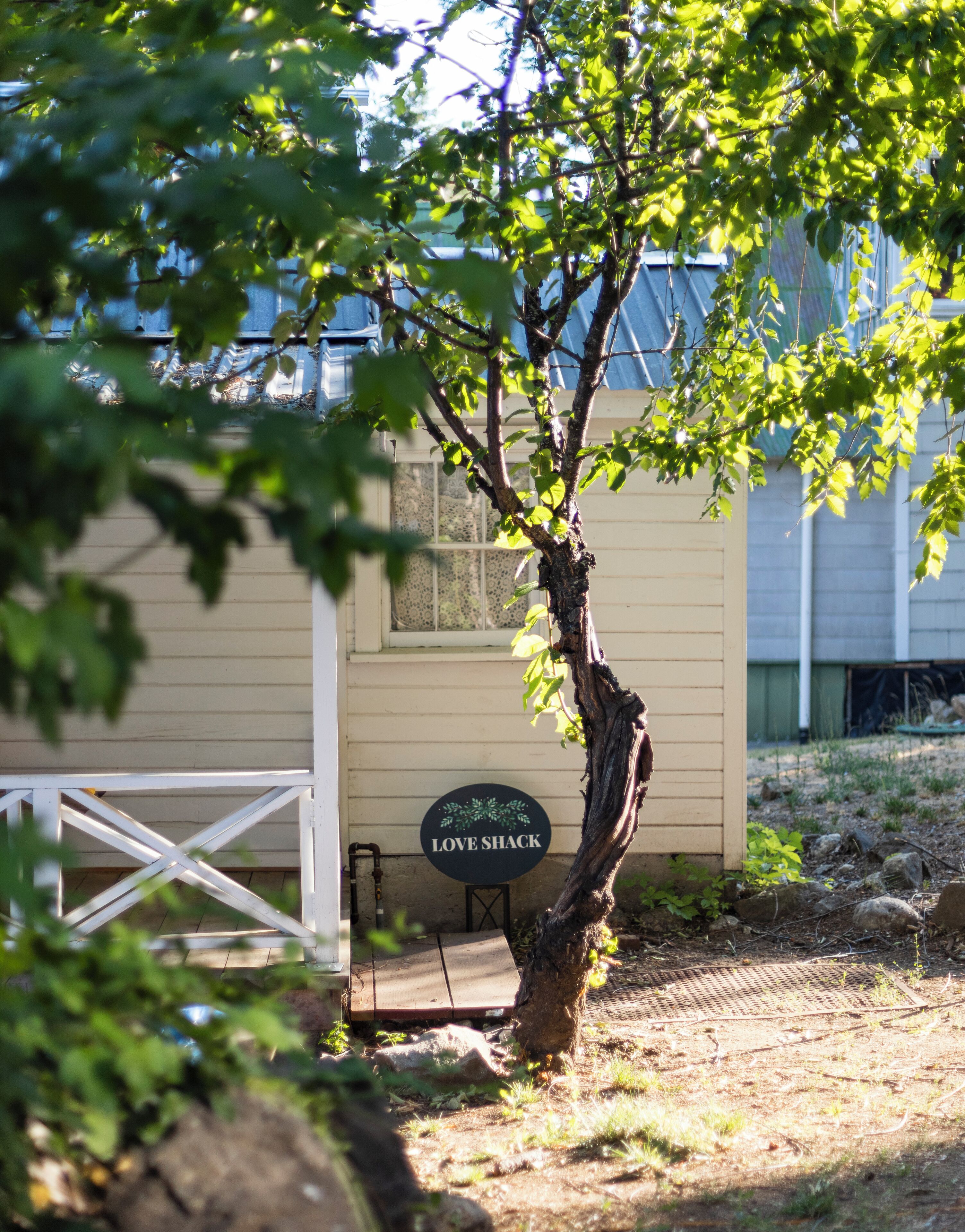A tree in front of a building with a sign that reads "LOVE SHACK".