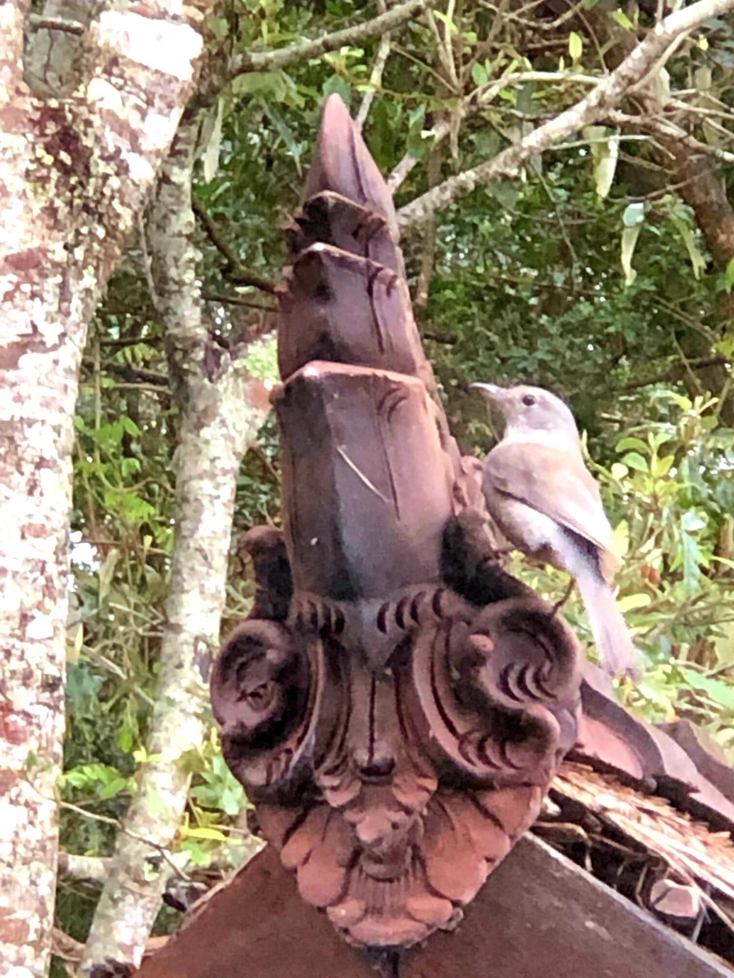 Elevated Getaway: Your Own Treehouse Hideaway — image 10