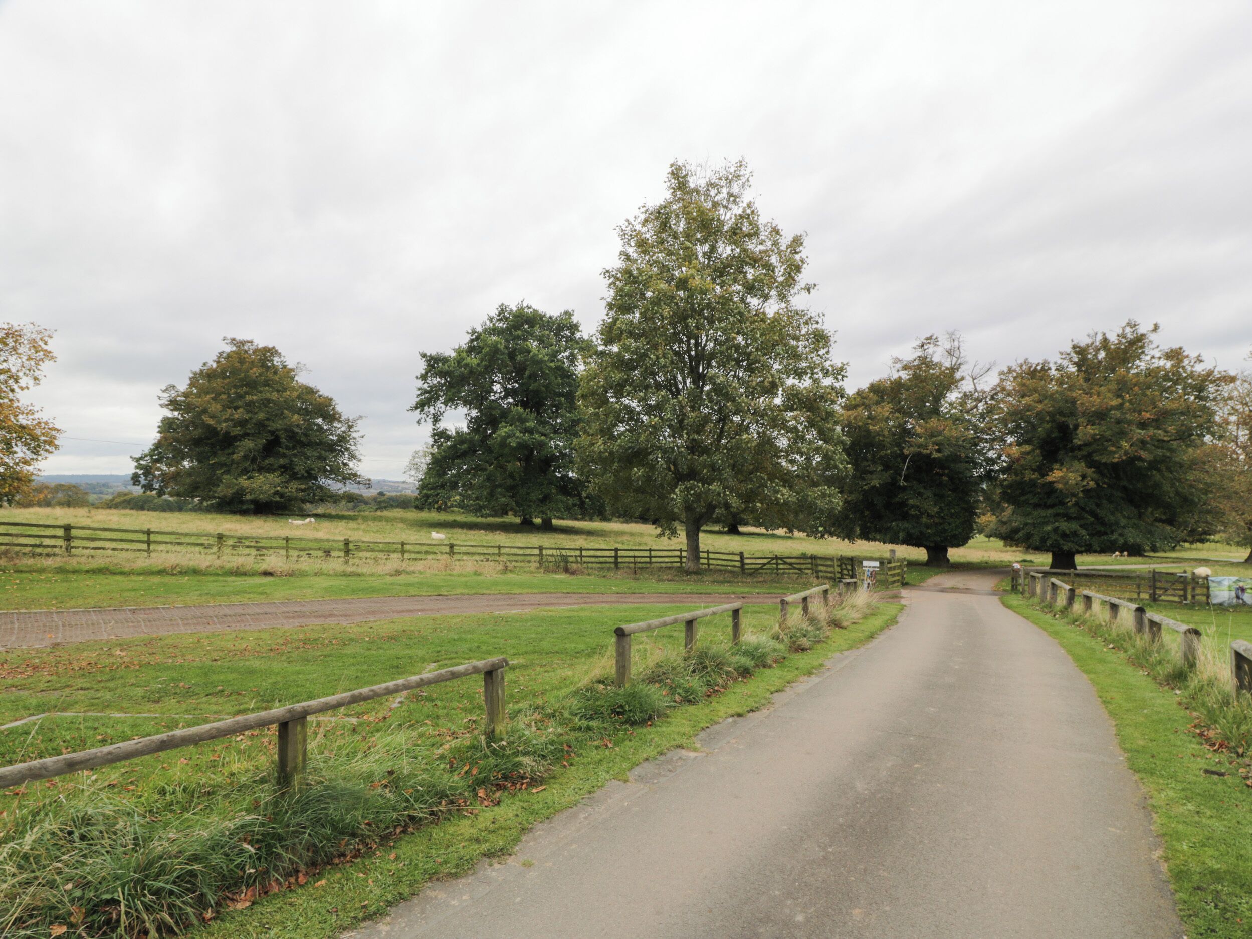 A rural road flanked by wooden fences and large trees.