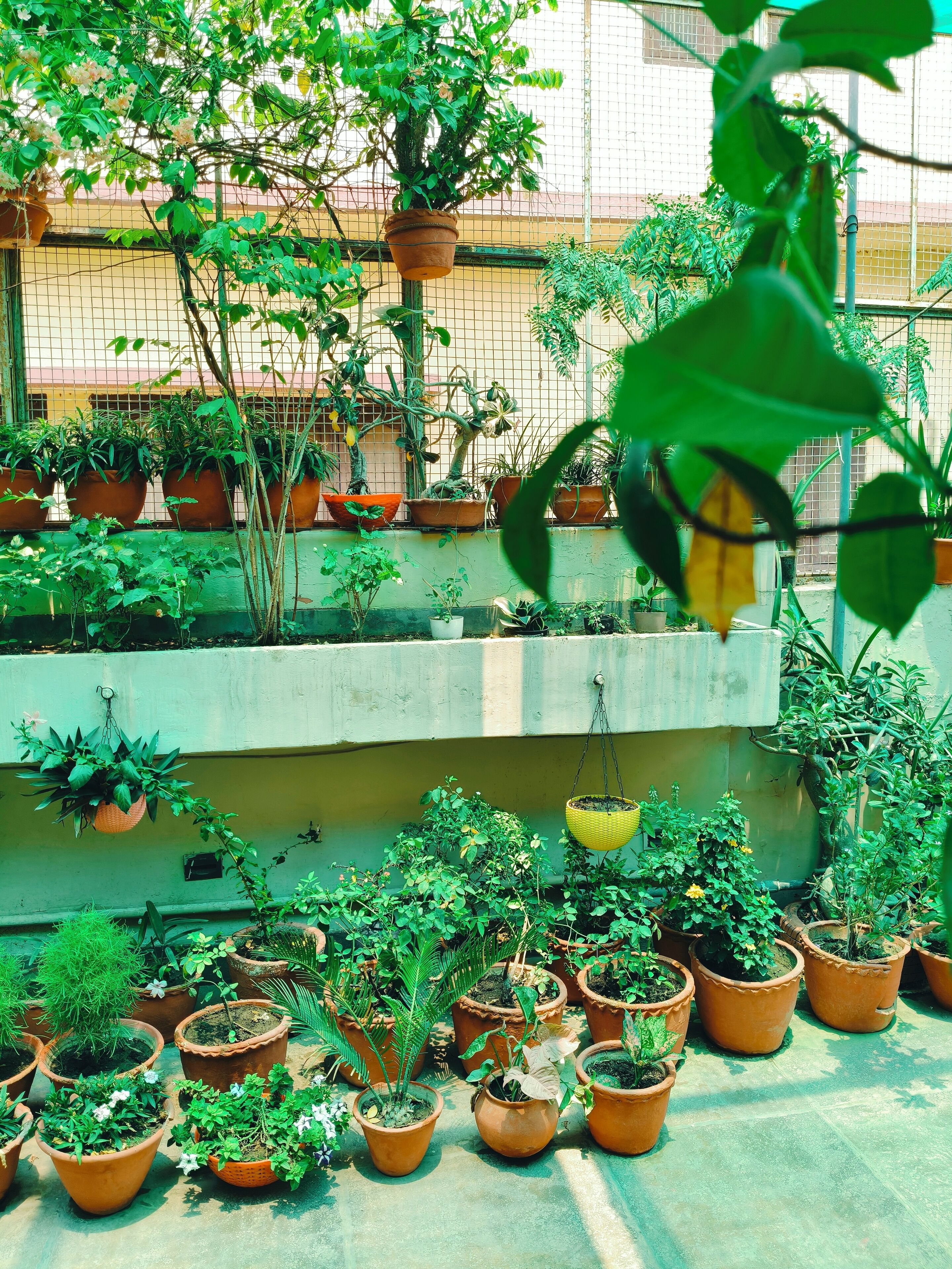 A rooftop garden with various potted plants and a concrete wall.