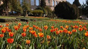 Un jardín con tulipanes naranjas frente a un edificio histórico con arcos.
