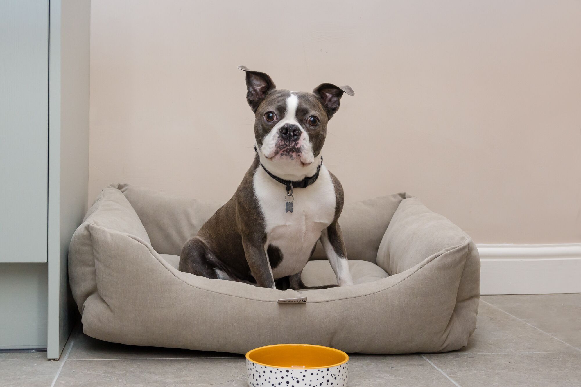 Un chien est assis dans un panier pour animaux de compagnie de couleur beige, avec une médaille attachée à son collier. On aperçoit un sol carrelé et un mur uni en arrière-plan.