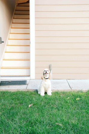 A small white dog sitting on grass in front of a house with a beige exterior and a wooden staircase.