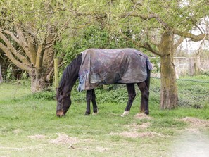 Cottage | Interior - Carthouse (Weston-super-Mare)