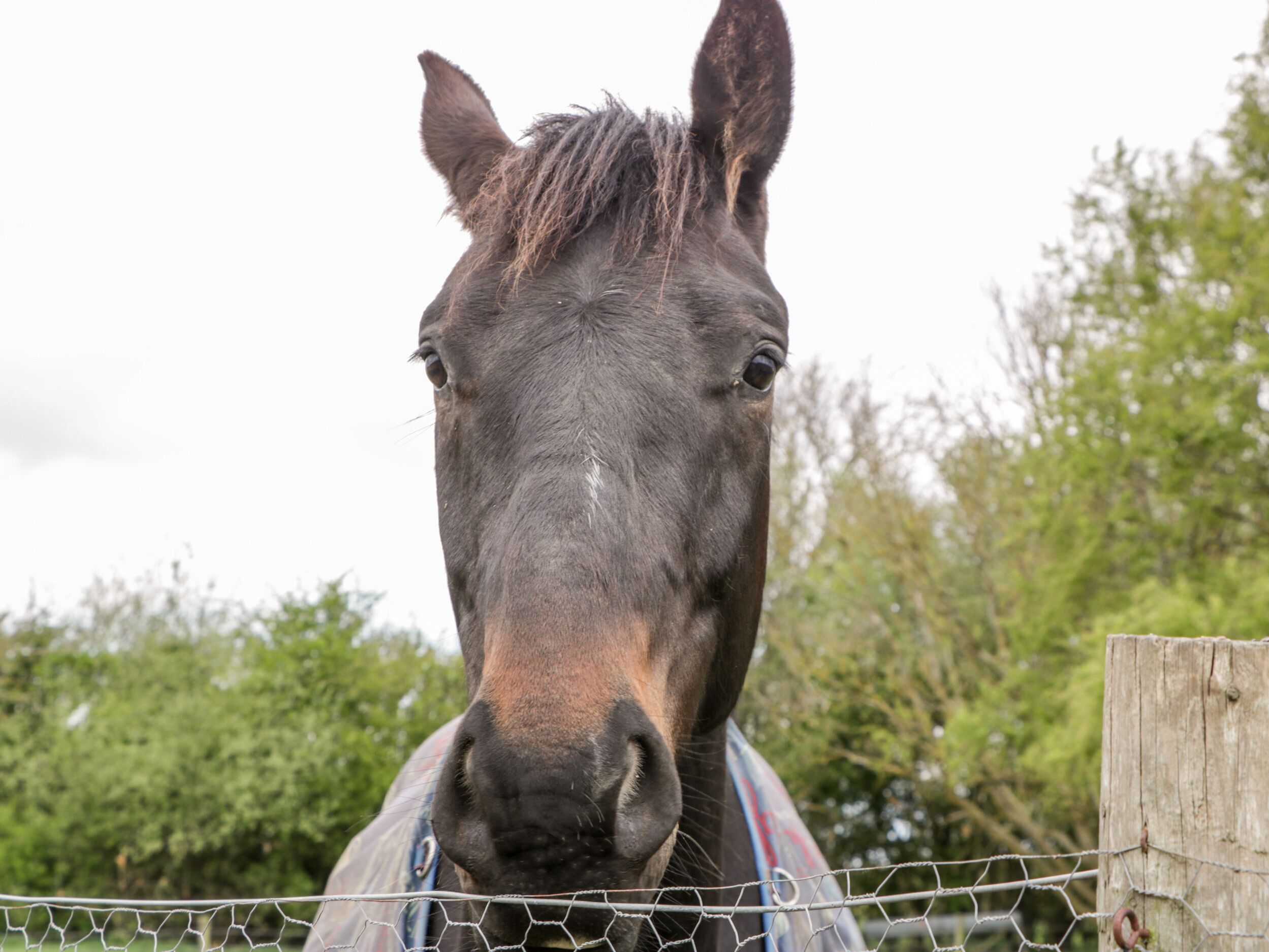 Primer plano del rostro de un caballo con una cerca de alambre en primer plano.