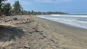 Une plage jonchée de débris et bordée de palmiers.
