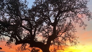 A large tree with a wide canopy, a metal fence in the foreground, and a sunset in the background. - Horse Ranch Guest House above a barn Near Los Olivos for Families & Friends (Santa Ynez)